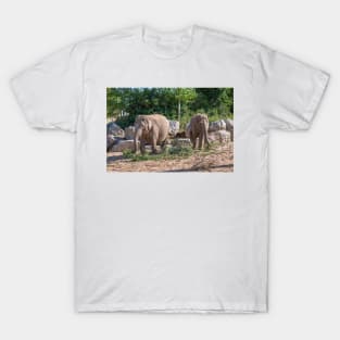 Pair of Asian Elephants eating T-Shirt